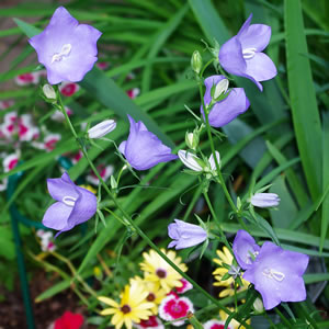 Campanula persicafolia